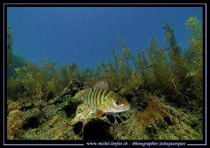 Face to face with this very curious Perch... :O)... by Michel Lonfat 
